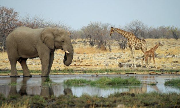 etosha