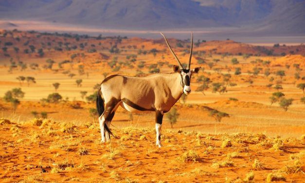 Généralités – notre carnet de route en namibie