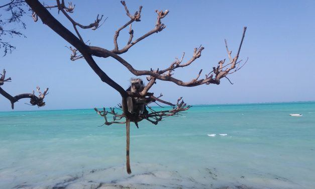 Parcours Tanzanie Zanzibar