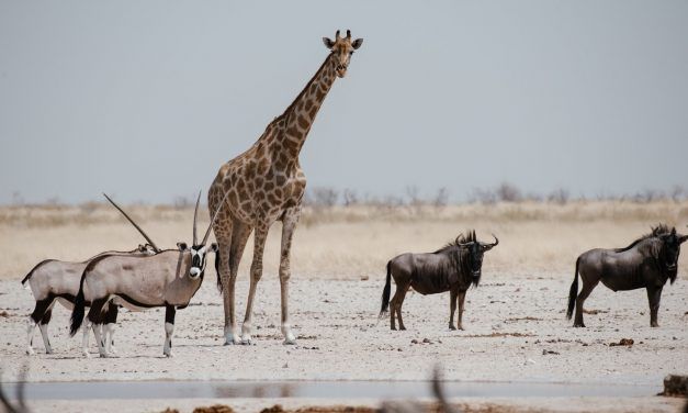 desert du kalahari